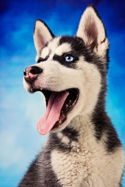 Cute siberian husky puppy — Stock Photo, Image