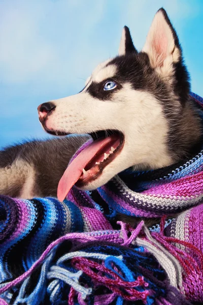 Chiot husky sibérien habillé pour l'hiver — Photo