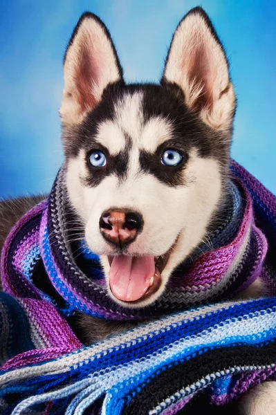 Siberische husky pup gekleed voor de winter — Stockfoto
