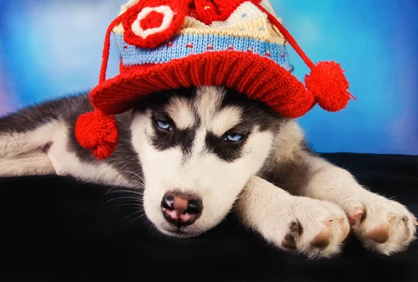 Szibériai husky kiskutya öltözött téli — Stock Fotó