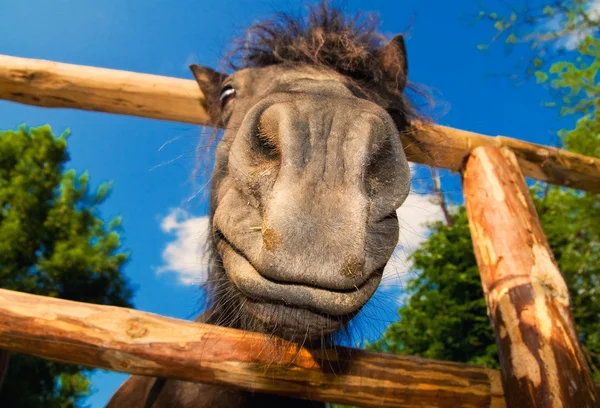 Stock image Funny closeup of a pony looking at the camera