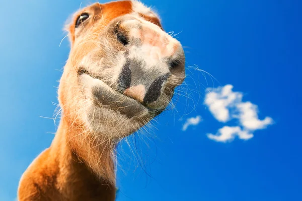 stock image Funny closeup of a pony looking at the camera