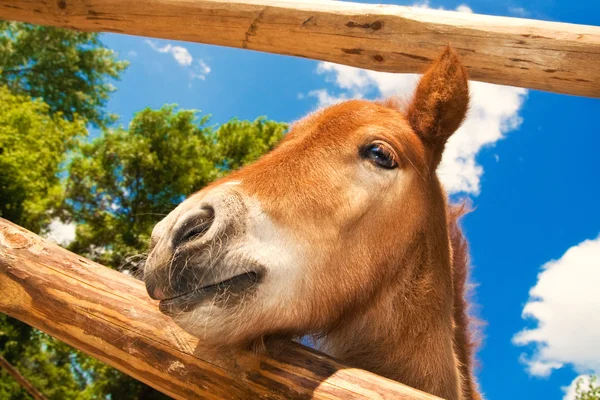 Legrační closeup Pony při pohledu na fotoaparát — Stock fotografie