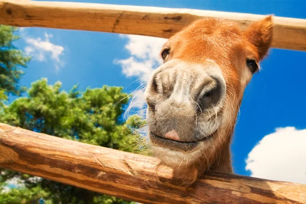 stock image Funny closeup of a pony looking at the camera