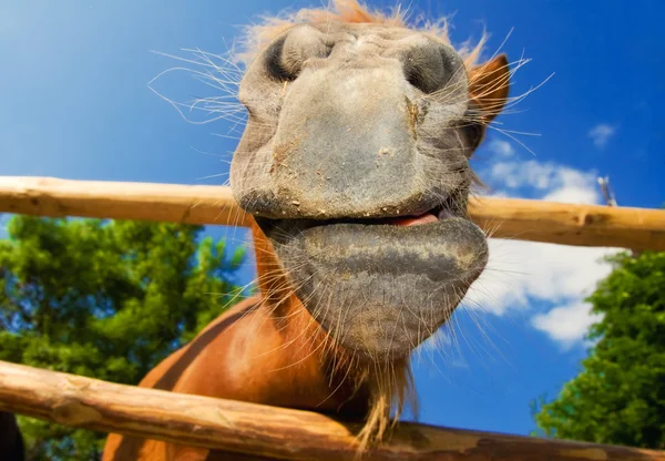 Lustige Nahaufnahme eines Ponys, das in die Kamera schaut lizenzfreie Stockbilder