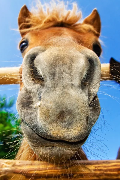 Lustige Nahaufnahme eines Ponys, das in die Kamera schaut lizenzfreie Stockfotos