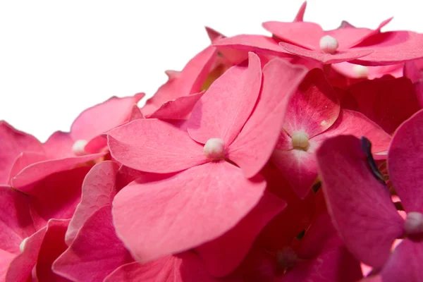 stock image Hortensia (Hydrangea)