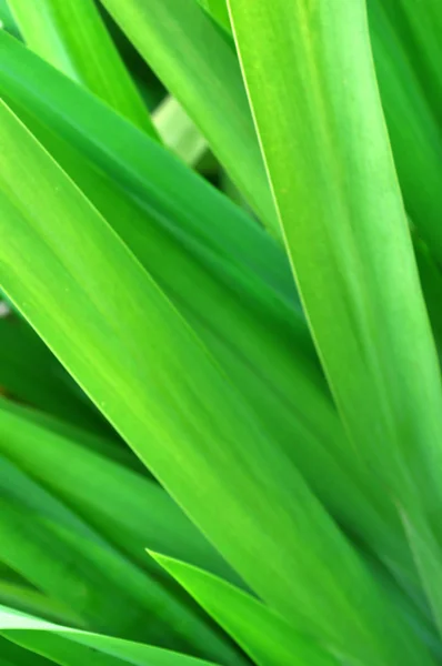 stock image Fresh green leaves close up