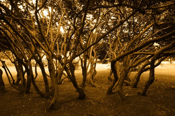 stock image Forest trees