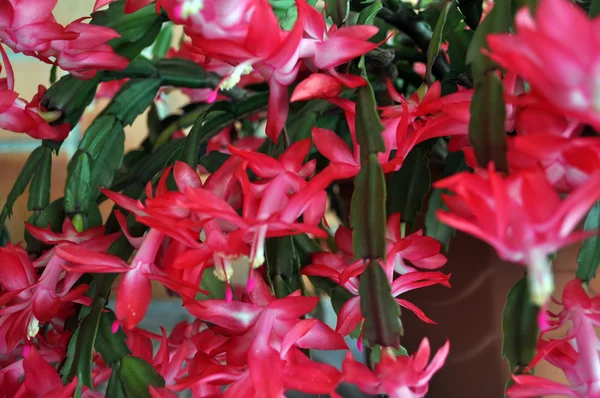 stock image Close-up of a vase with May Flower