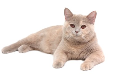 British Cream Shorthair cat clipart