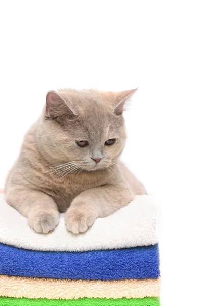 Cat on a stack of clean colorful towels, — Stock Photo, Image