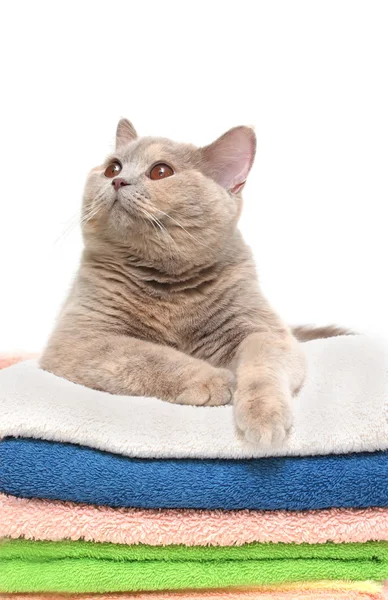 Gato em uma pilha de toalhas coloridas limpas , — Fotografia de Stock