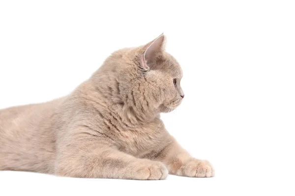 British Cream Shorthair gato — Foto de Stock