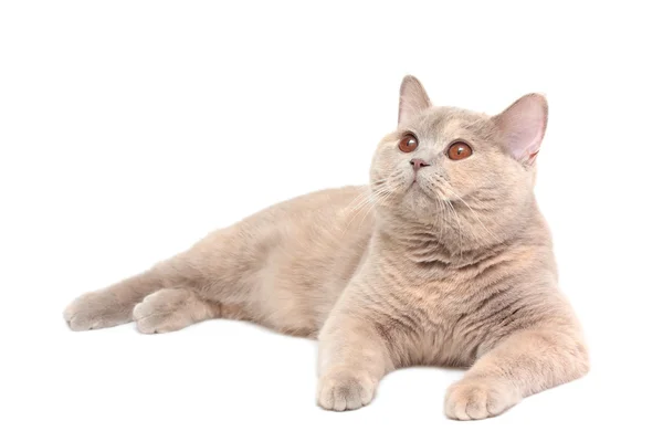 Britânico Creme Shorthair gato — Fotografia de Stock