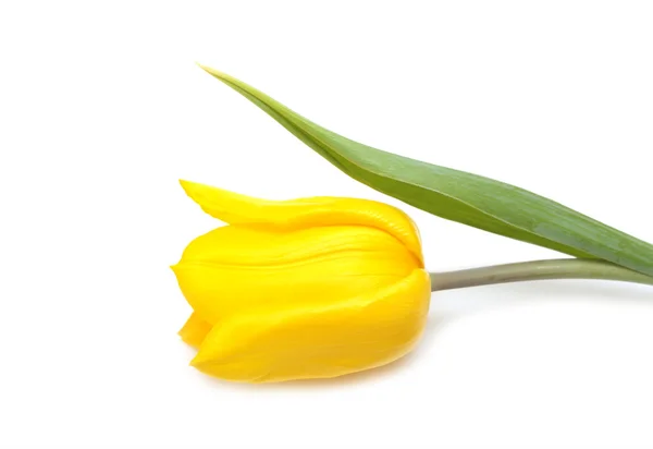 Gelbe Tulpe Stockbild