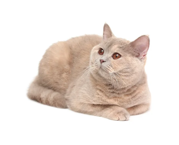 British Cream Shorthair cat Stock Image