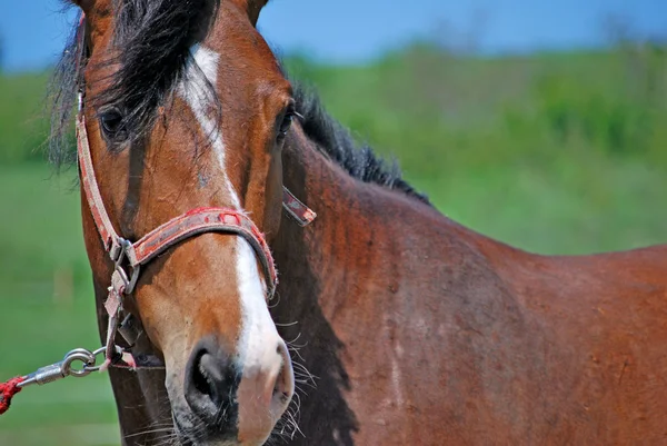 stock image Horse