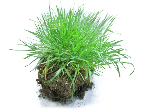 Grünes Gras auf dem Boden isoliert — Stockfoto
