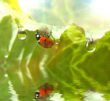 Green grass with water drops on it clipart