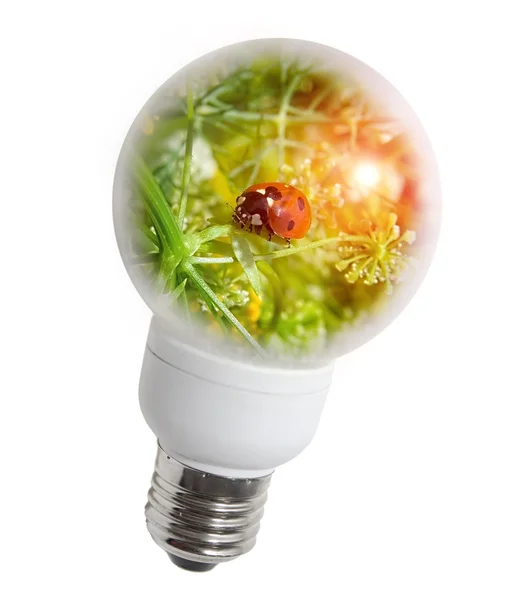 stock image Clean energy, a light bulb with grass, and lady-bug.