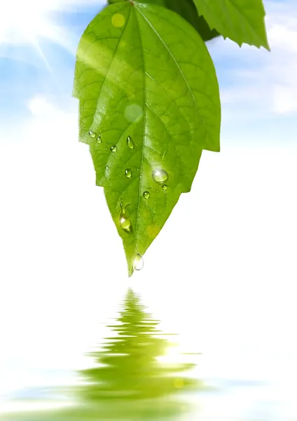 Zelený list s kapkou vody — Stock fotografie