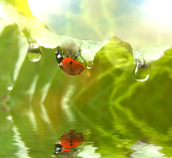 Grama verde com gotas de água sobre ele — Fotografia de Stock