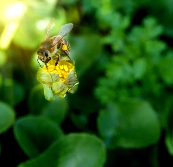 Abeja en la flor amarilla — Foto de Stock