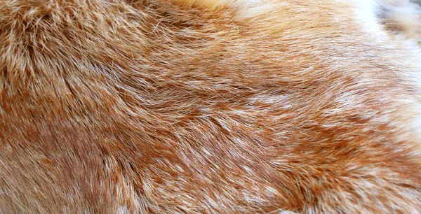 红狐狸毛皮背景纹理 — 图库照片