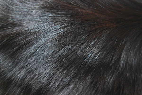 Noir chat fourrure texture de fond — Photo