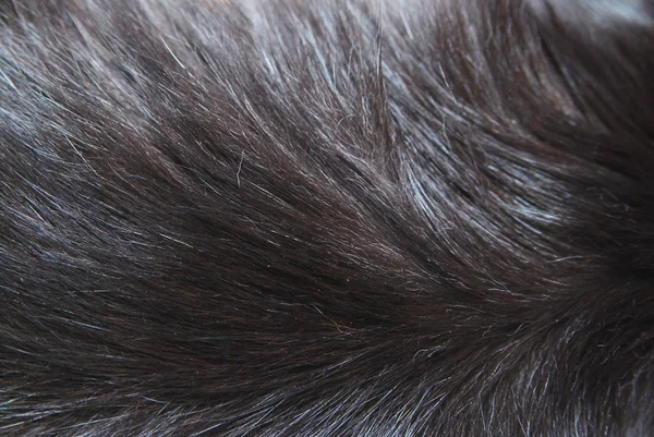 Preto gato pele fundo textura — Fotografia de Stock