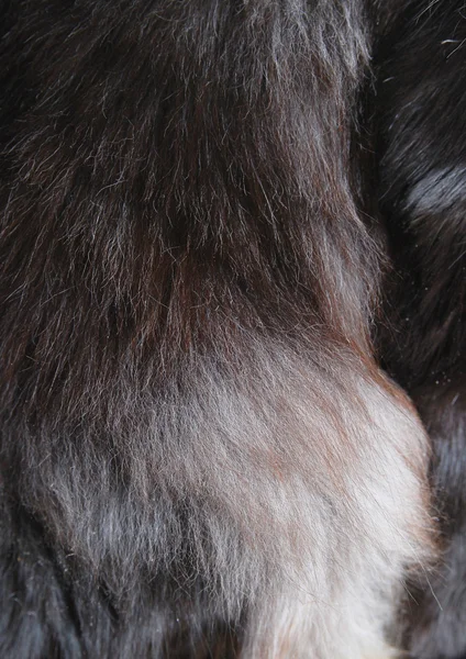 Текстура меха черной кошки — стоковое фото