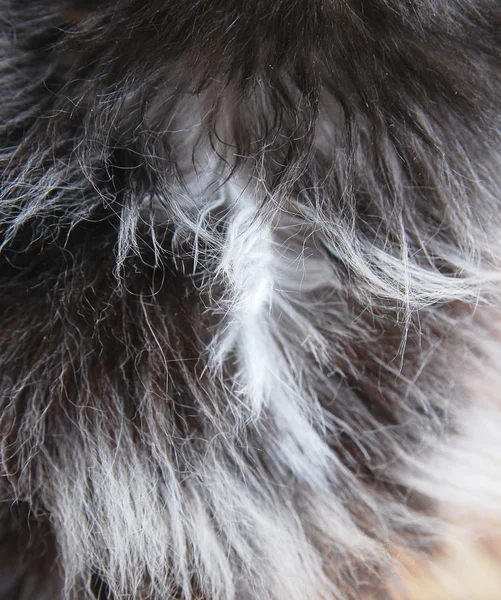 Текстура меха черной кошки — стоковое фото