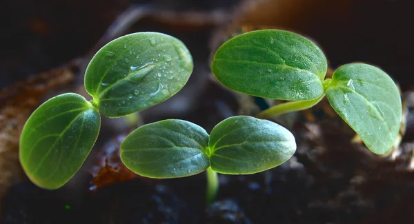 stock image Fresh young sapling after the rain