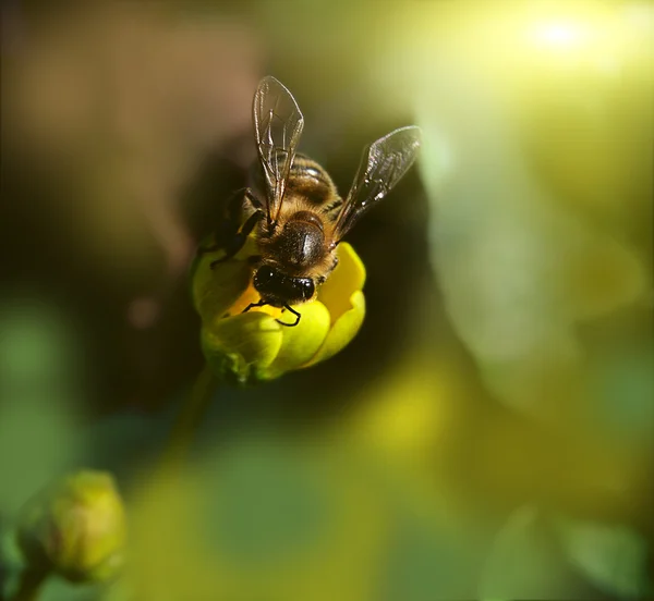 Uma abelha ocupada bebendo néctar da flor — Fotografia de Stock