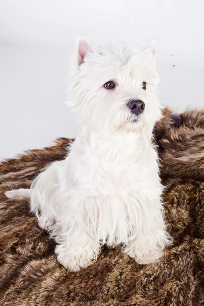 stock image West Highland White Terrier