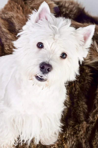 West Highland White Terrier — Stock Photo, Image