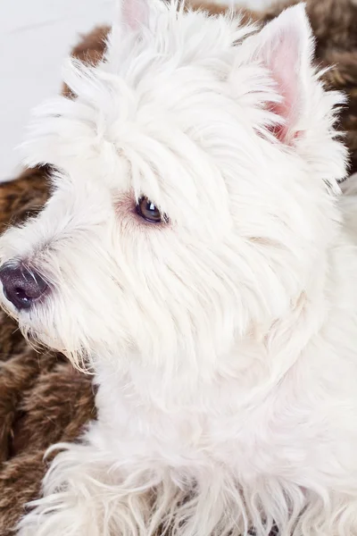 West Highland terrier branco — Fotografia de Stock