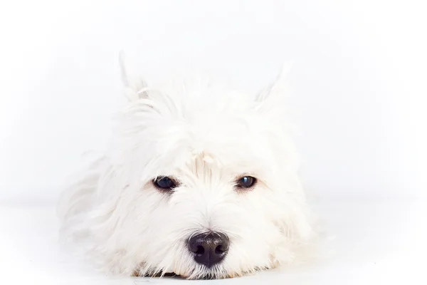 Δυτικό Highland White Terrier — Φωτογραφία Αρχείου