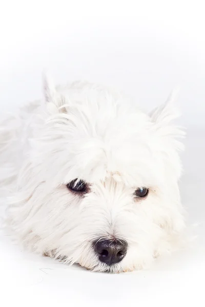 West Highland terrier blanco — Foto de Stock