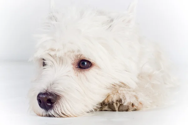 Zachodnia Highland White Terrier — Zdjęcie stockowe