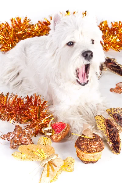 stock image West Highland White Terrier