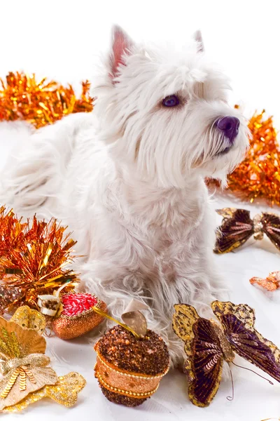 West Highland White Terrier Royalty Free Stock Images