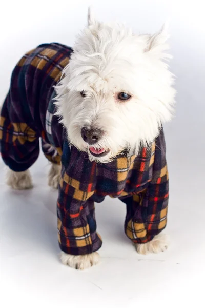 Stock image West Highland White Terrier