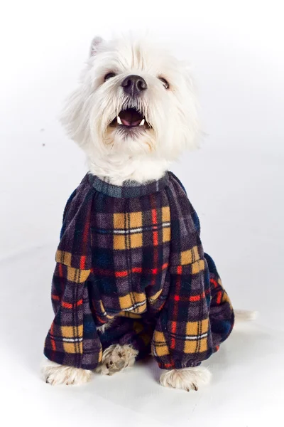 Stock image West Highland White Terrier