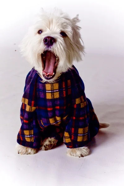 Stock image West Highland White Terrier