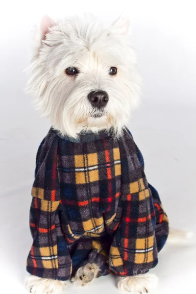 stock image West Highland White Terrier