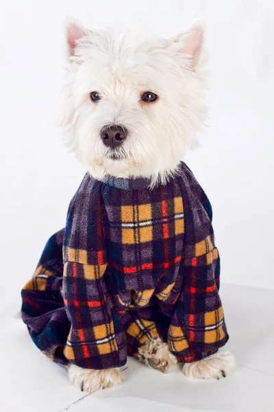 stock image West Highland White Terrier