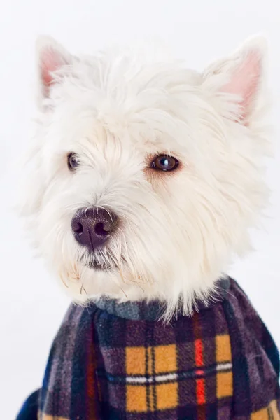 West Highland terrier blanco —  Fotos de Stock