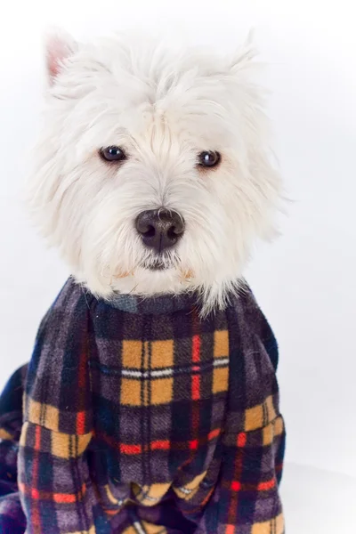 West Highland terrier branco Imagens De Bancos De Imagens